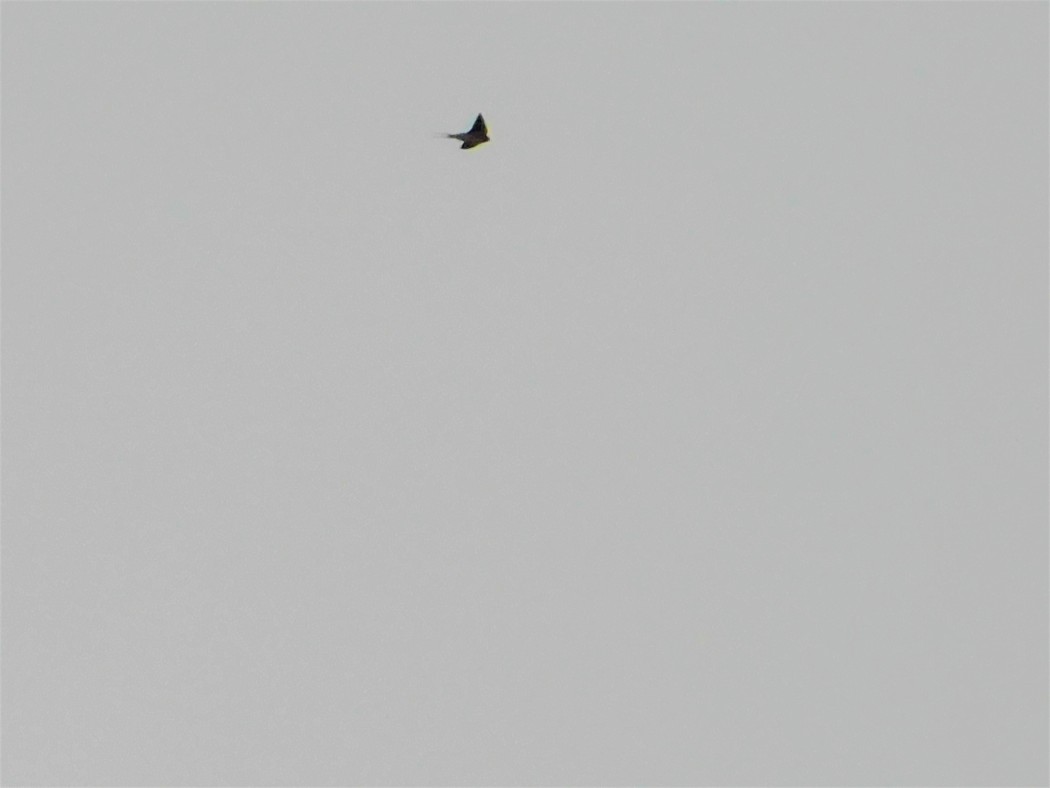 European Red-rumped Swallow