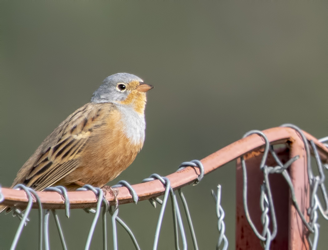 Cretzschmar`s Bunting