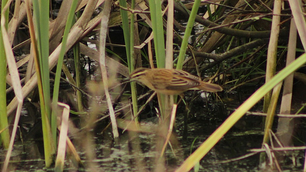 Sedge Warbler