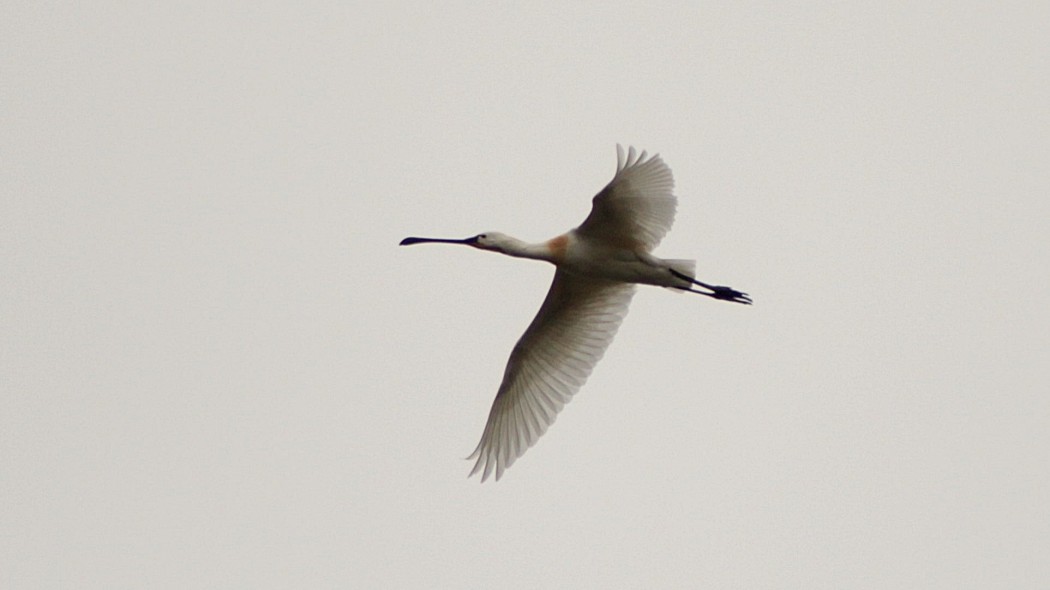Eurasian Spoonbill