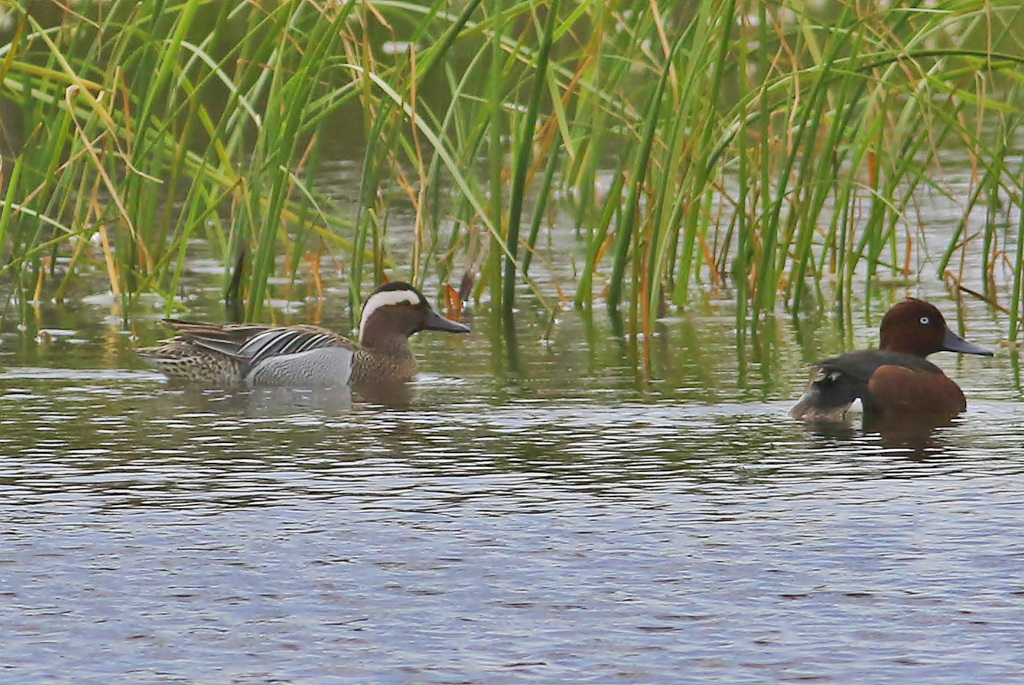 Garganey