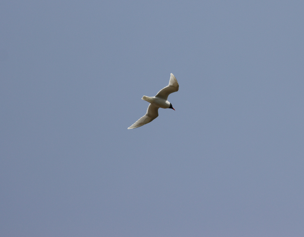 Mediterranean Gull