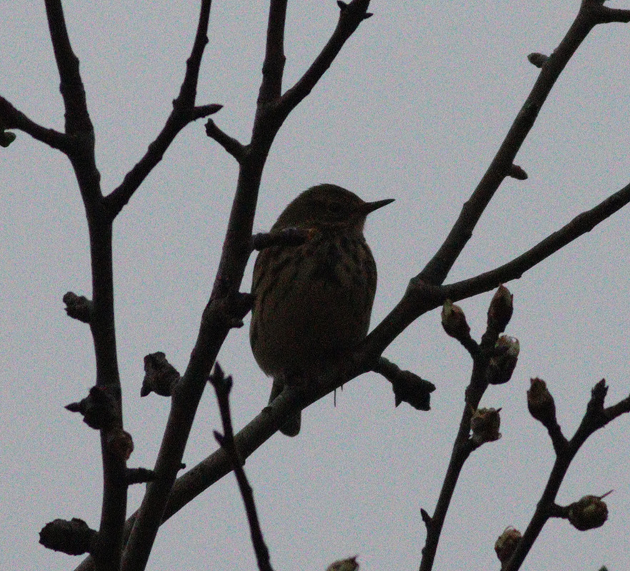 Meadow Pipit