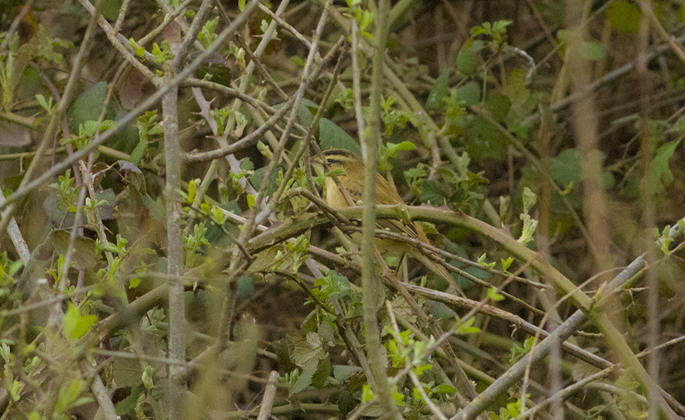 Sedge Warbler