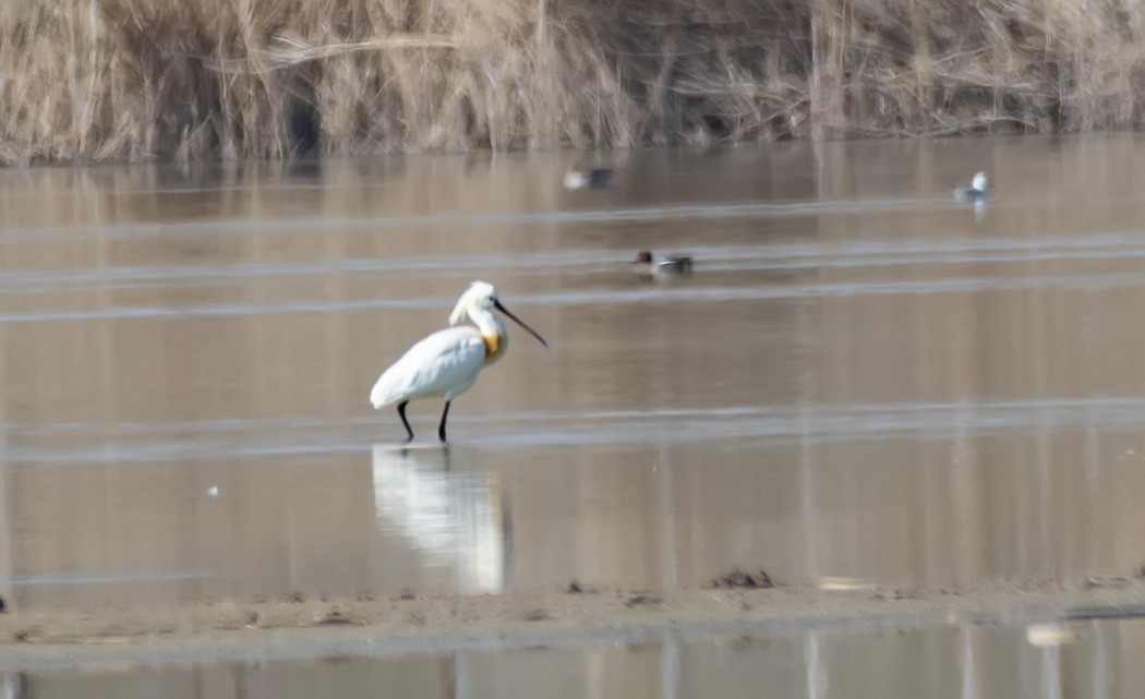 Eurasian Spoonbill