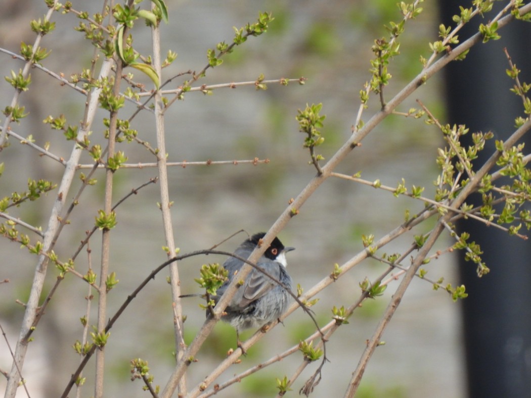 Sardinian Warbler