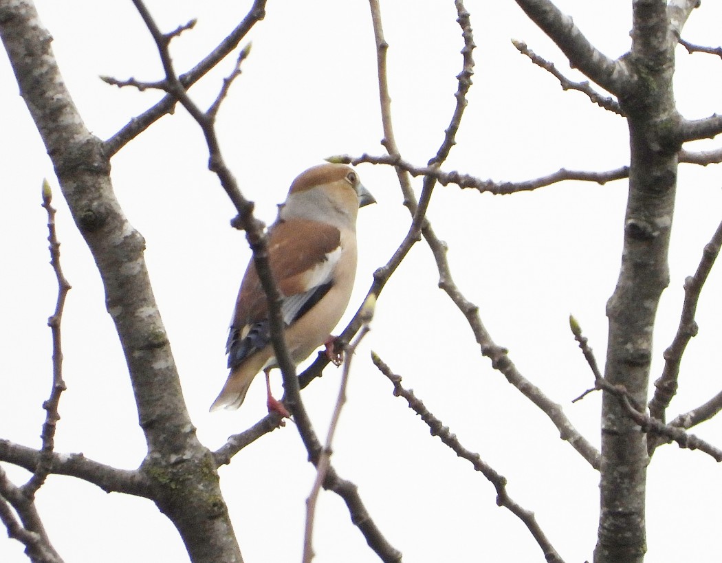 Hawfinch