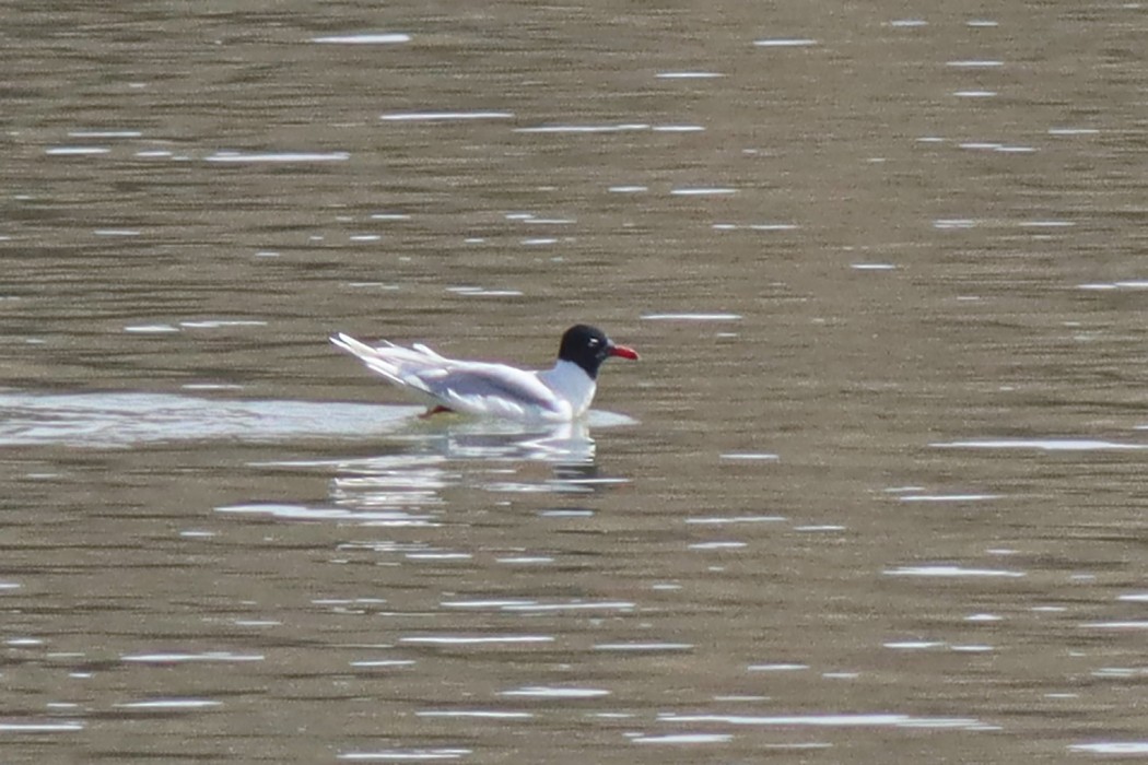 Mediterranean Gull