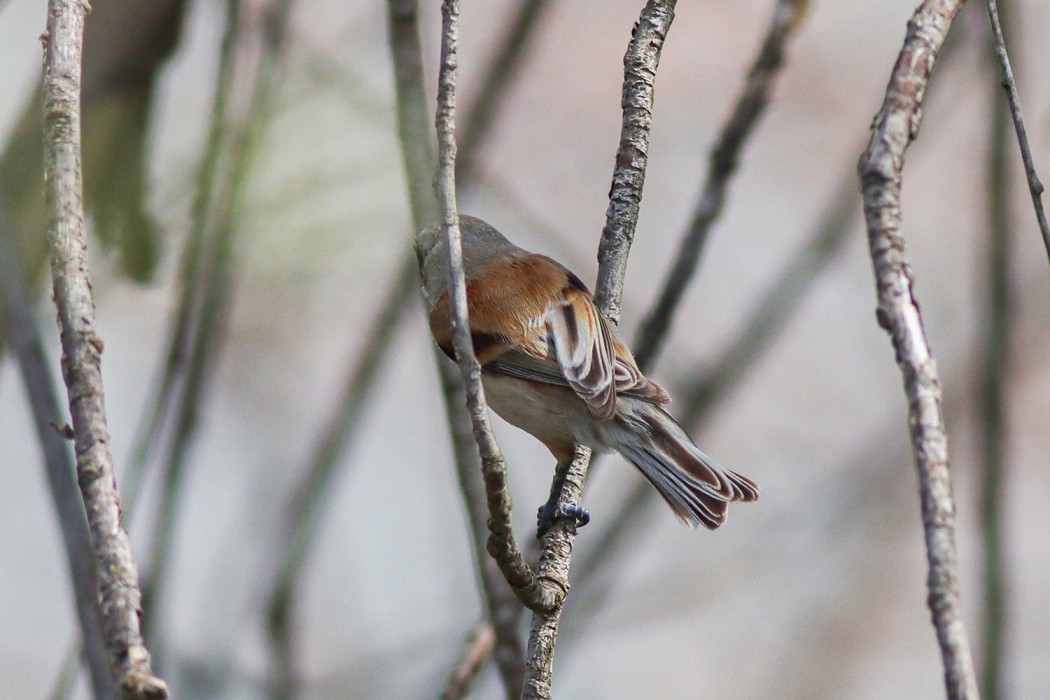 Eurasian Penduline Tit
