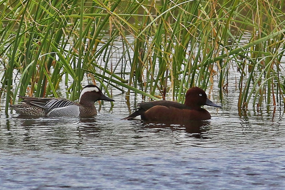 Ferruginous Duck