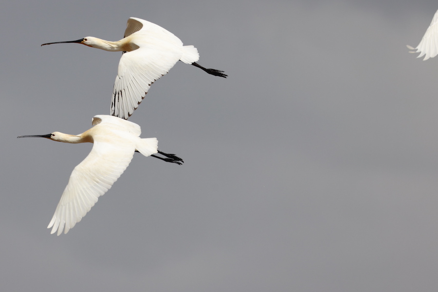 Eurasian Spoonbill