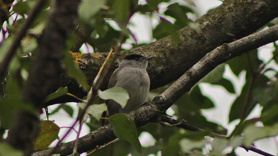 Eurasian Blackcap