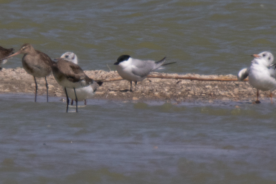 Gull-billed Tern
