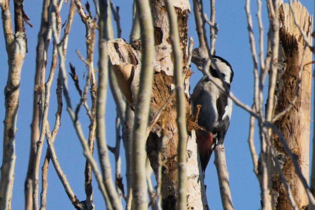 Syrian Woodpecker