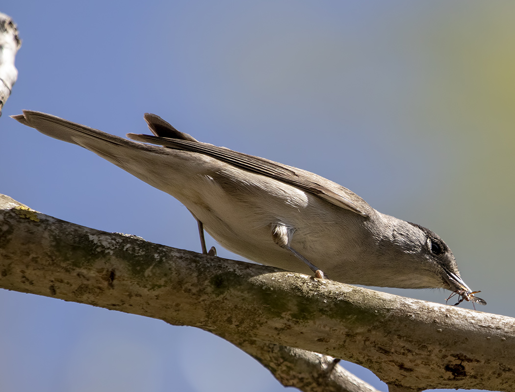 Eurasian Blackcap