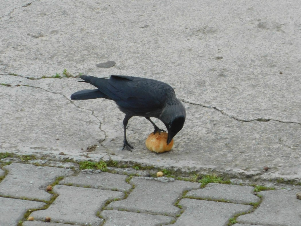 Küçük Karga