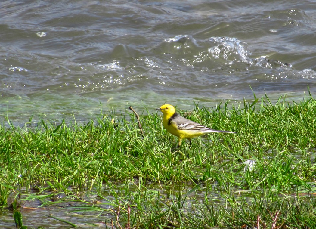 Citrine Wagtail
