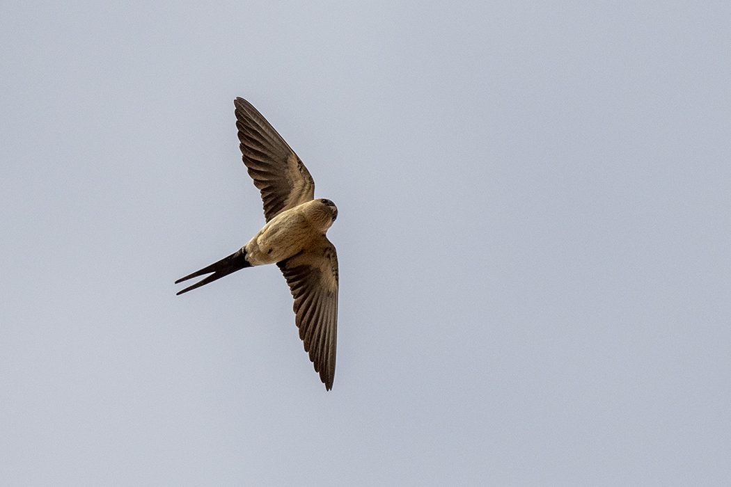 European Red-rumped Swallow