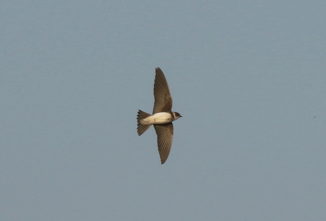 Sand Martin