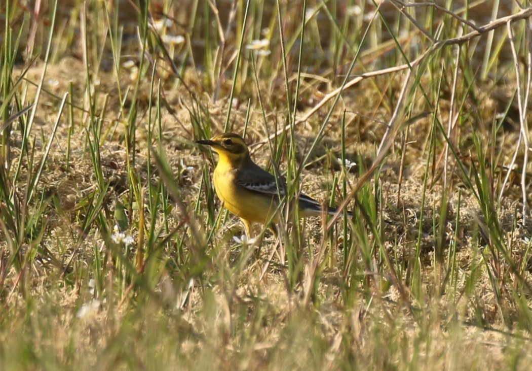 Citrine Wagtail
