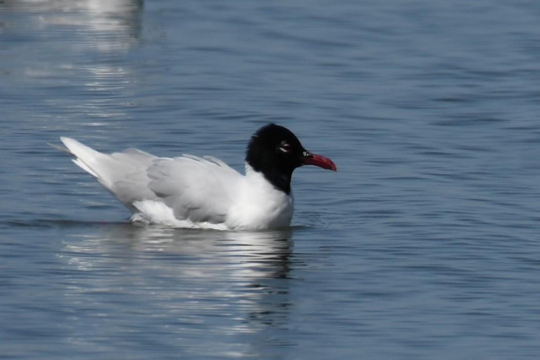 Mediterranean Gull