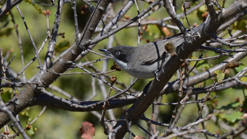 Eastern Orphean Warbler