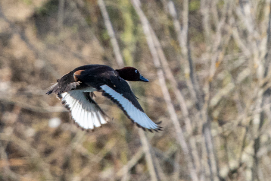 Ferruginous Duck