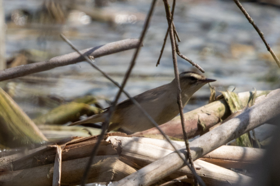 Sedge Warbler