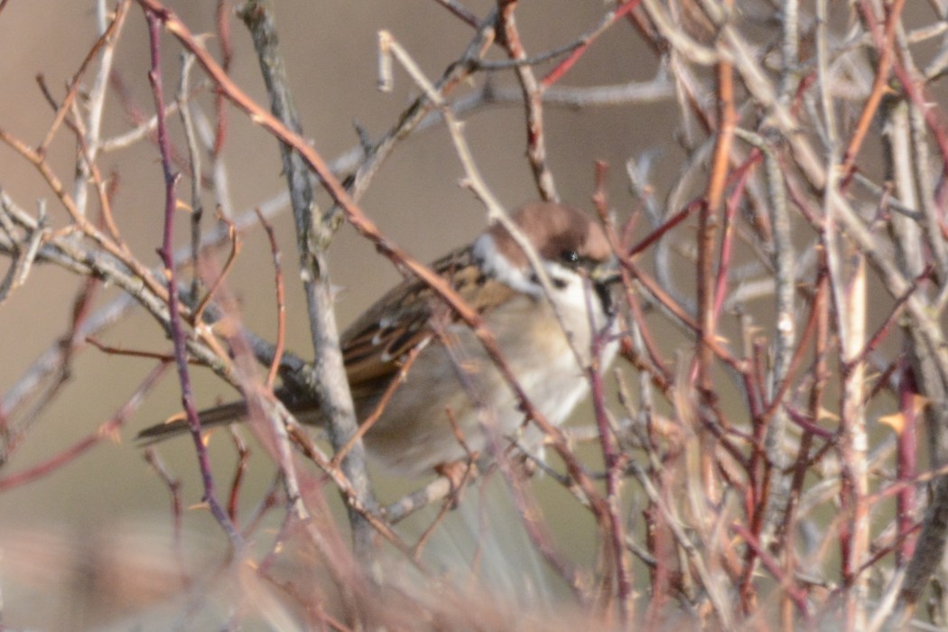 Eurasian Tree Sparrow