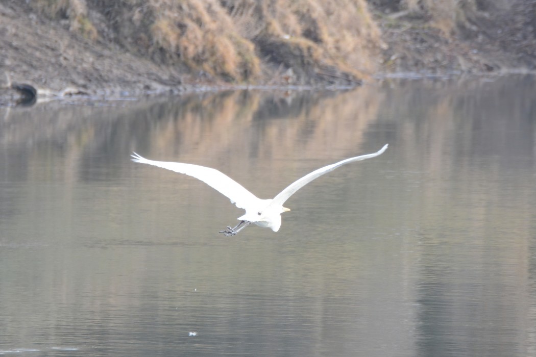 Great Egret