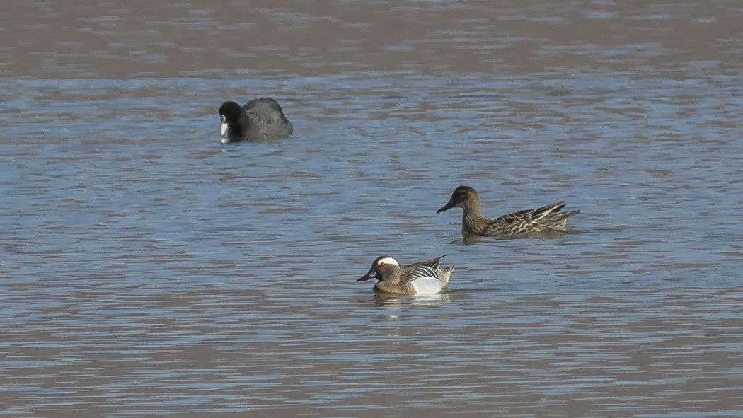 Garganey