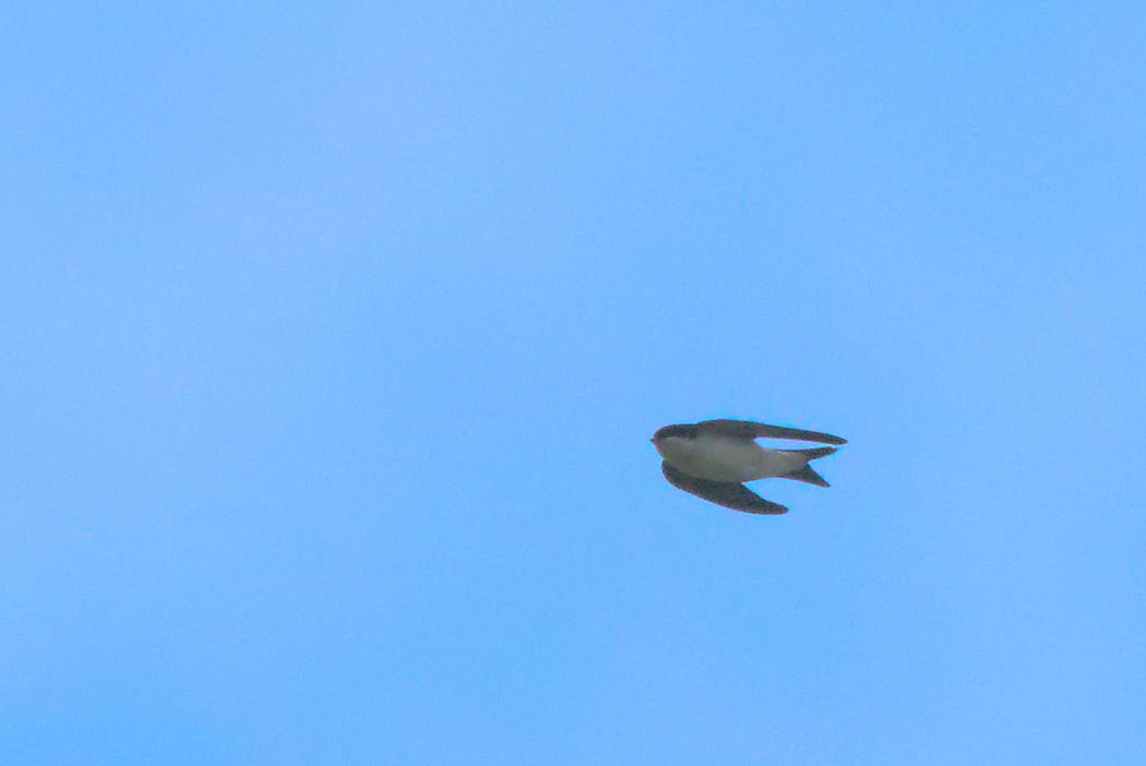Common House Martin