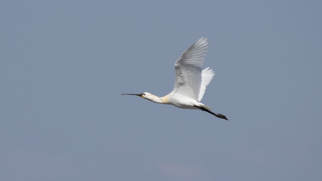 Eurasian Spoonbill
