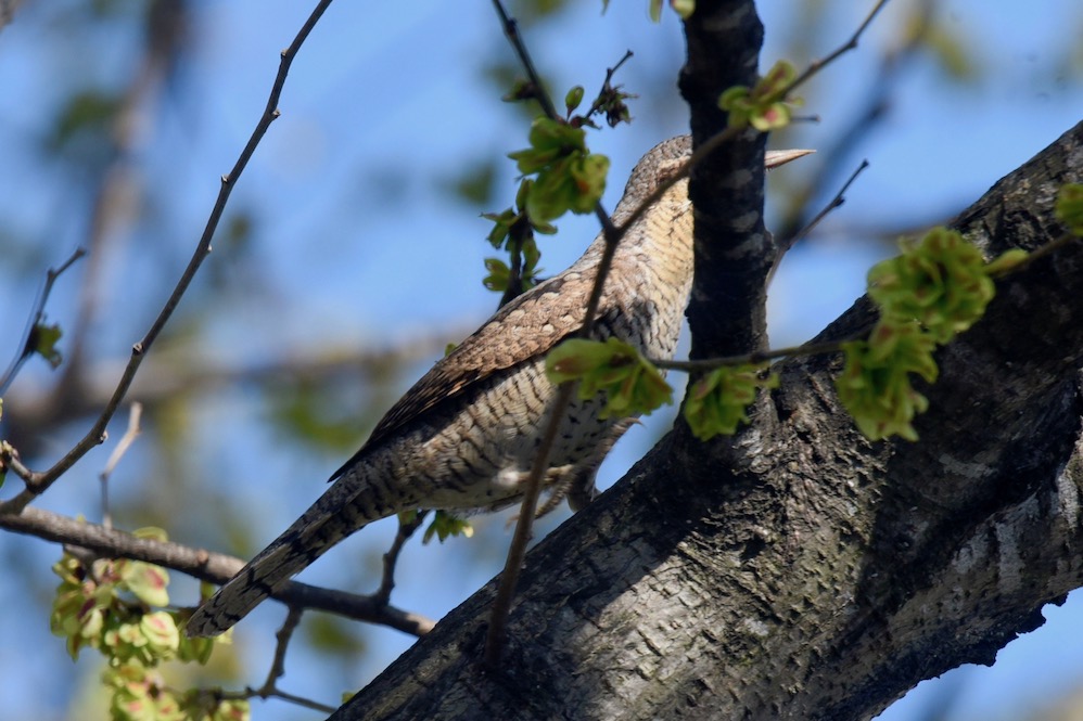 Eurasian Wryneck