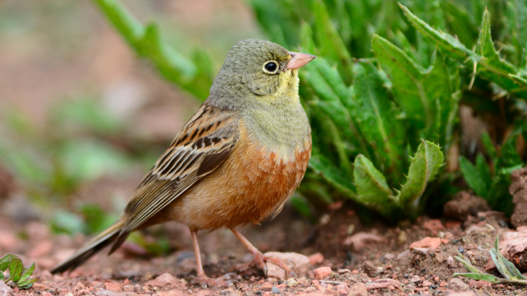 Ortolan Bunting