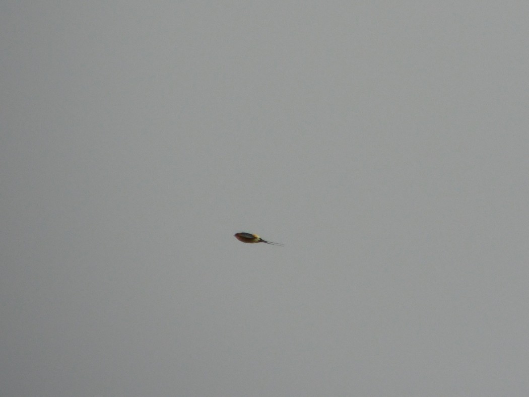 European Red-rumped Swallow
