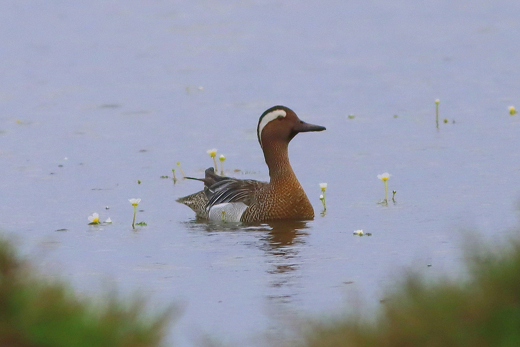 Garganey