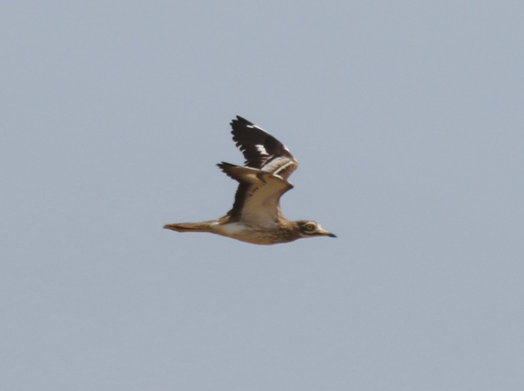 Eurasian Stone-curlew