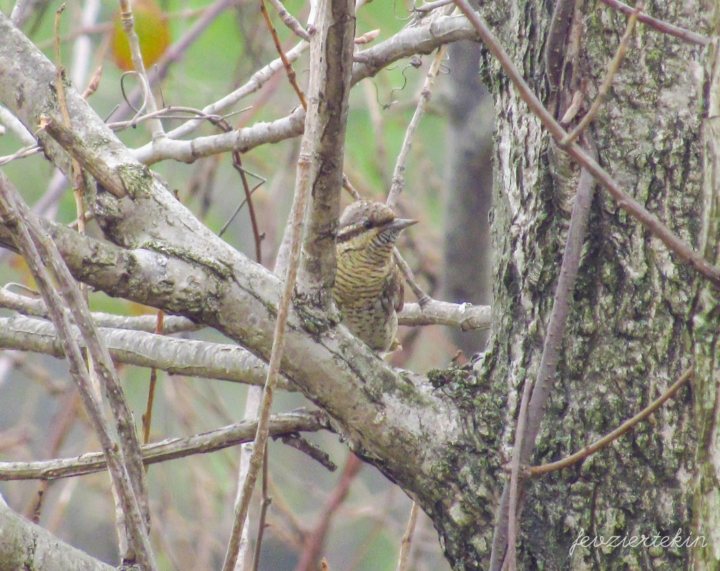 Eurasian Wryneck