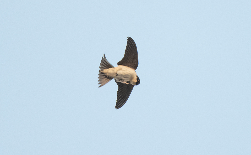Common House Martin