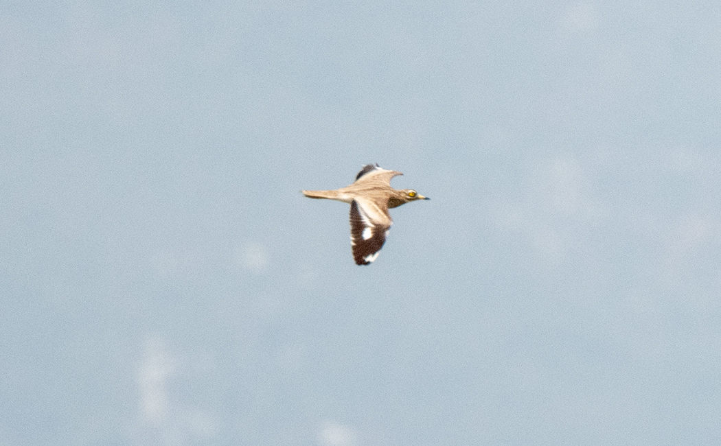 Eurasian Stone-curlew