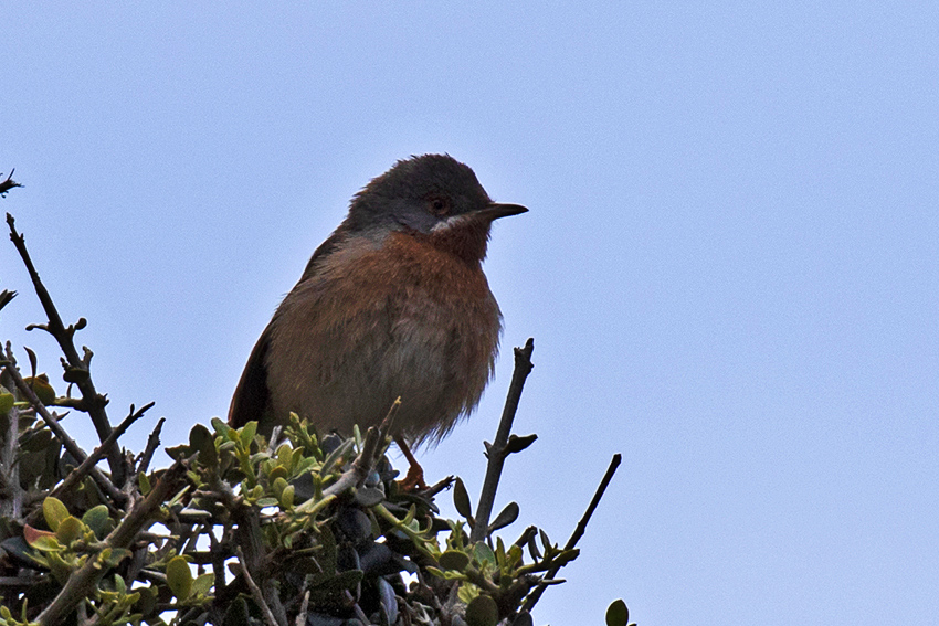 Subalpine Warbler