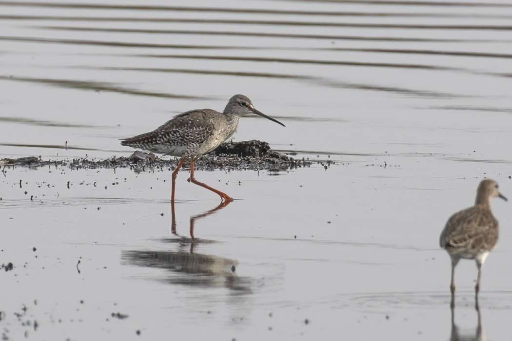 Spotted Redshank