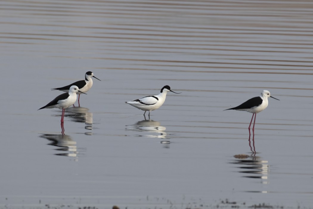 Pied Avocet