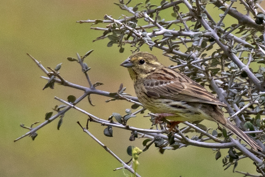 Cirl Bunting