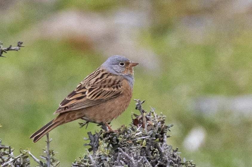 Ortolan Bunting