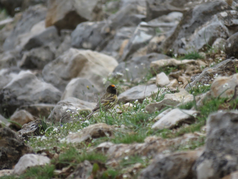Red-fronted Serin
