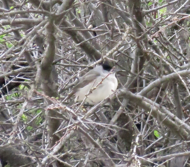 Eurasian Blackcap