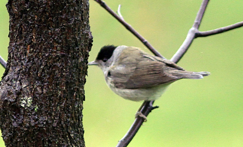 Eurasian Blackcap