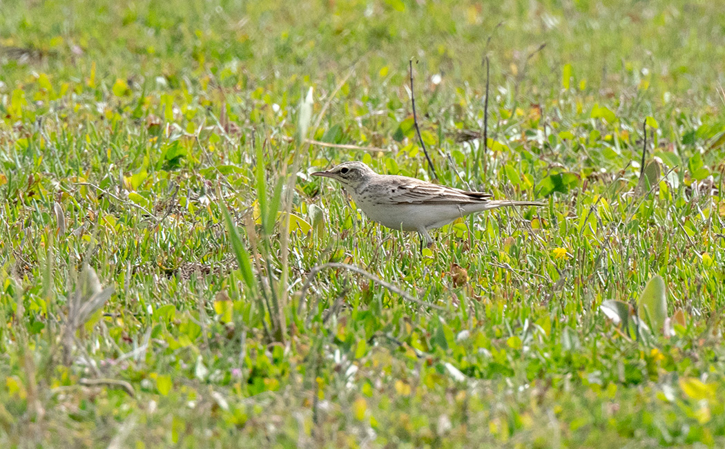 Tawny Pipit
